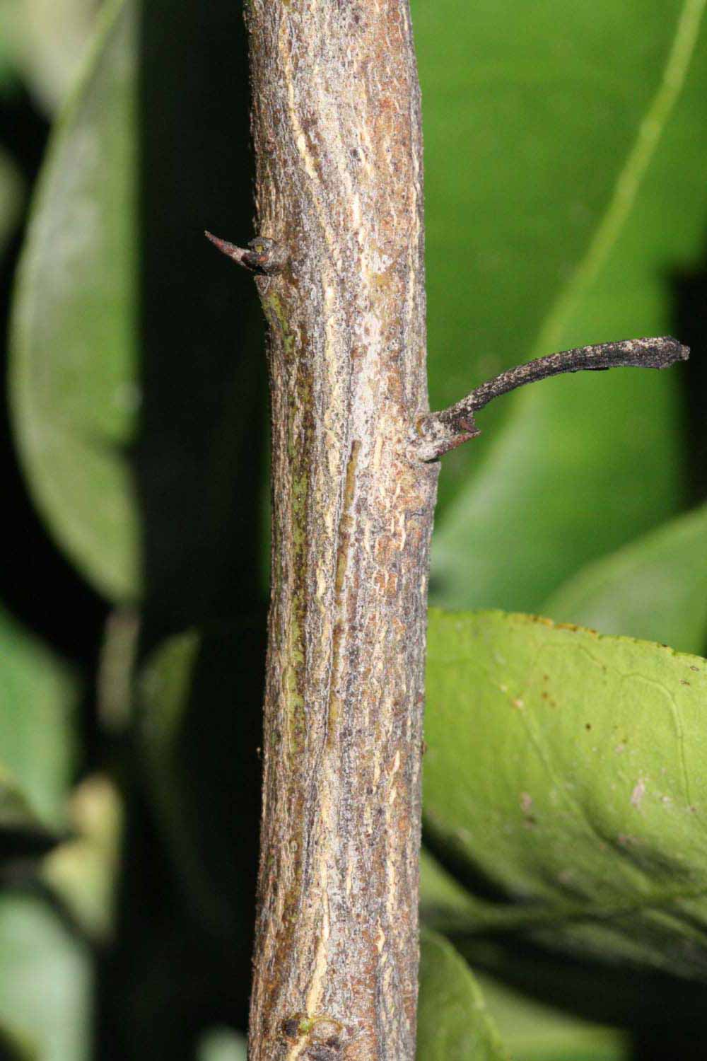              Second - third year twig (Riverside, CA)       